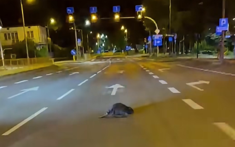 Bóbr wyszedł na nocny spacer (film)