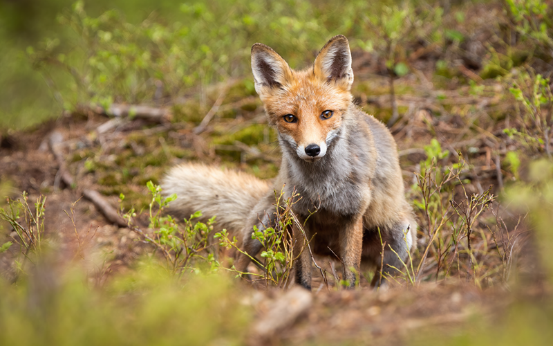 Rusza jesienna akcja szczepienia lisów